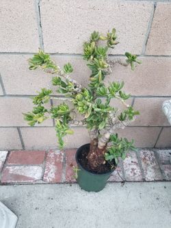 Potted Plant-Sun & Shade Plant
