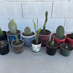 Verity Of Healthy Small Cactus Succulent Plants $9 each Prickly Pear, Dragon Fruit, Easter Lily, Hedgehog, Road Kill