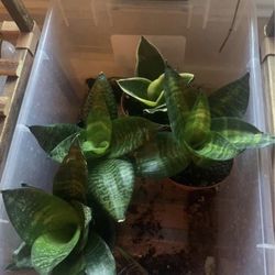 Snake Plants!! $10 Each!! 