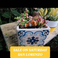 SUCCULENT ARRANGEMENTS AND OVER 1000 PLANTS  SALE SATURDAY IN SAN LORENZO. 1PM TO 6PM