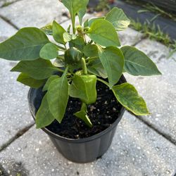 Green Pepper Plant In A Pot 