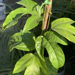 Maracuya  / pasión frut/ Pasiflora