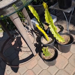 Rooted Lavender Red, American beauty, Purple Haze and Lake Atitlan