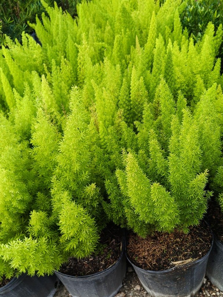 Foxtail Privacy Hedge Plants πΏ 3gl $8