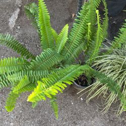 Fern. 1 Gal Plant