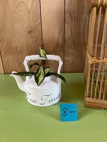 Crimson Hoya Plant In Vintage Arthur Wood Tea Pot