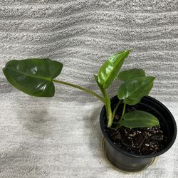 Rooted Indoor Live Plant 