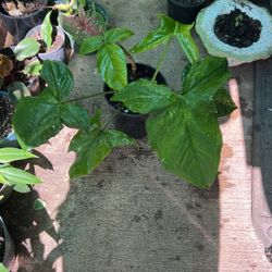 Syngonium Mojito