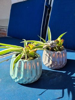 Cute spider plant and succulent arrangements