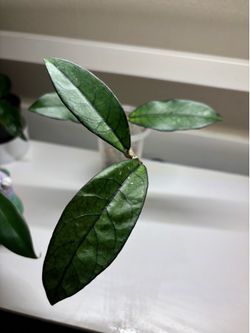 Hoya Crassipetiolata