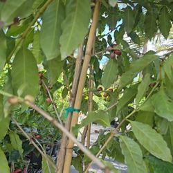 Coffee Tree 