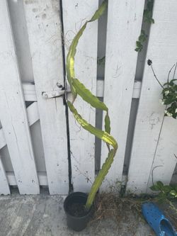 Large Dragon Fruit Plant