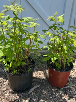 Red Raspberry plants