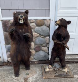 Bears