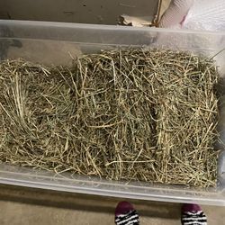 Free Guinea Pig hay And Shavings 