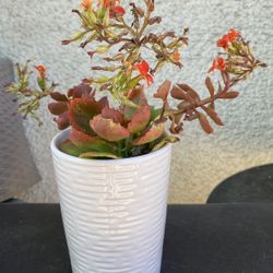 Succulent Plant With Orange Flowers Kalanchoe
