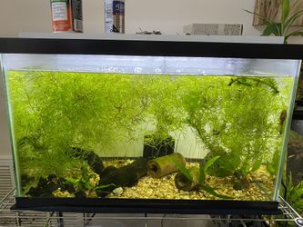 Aquarium Plants