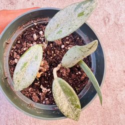 Hoya China Wilbur Graves