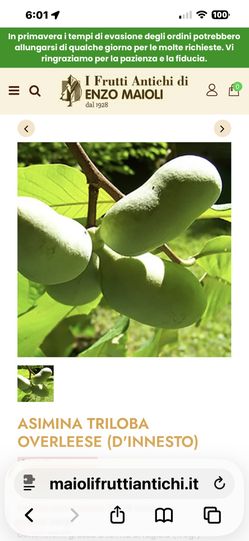 Pawpaw Tree