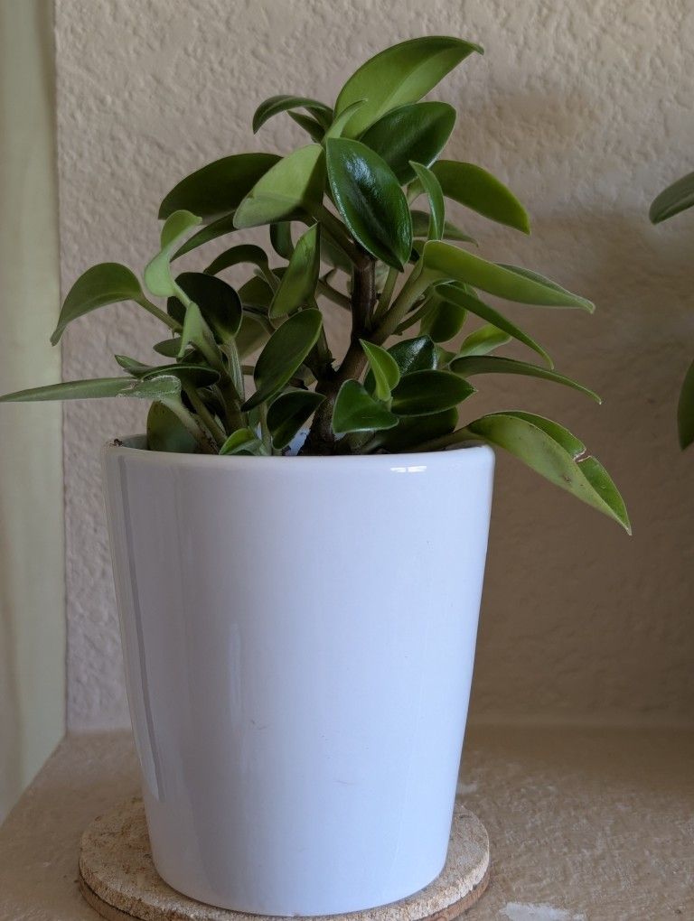 Healthy Beautiful Indoor Plant ( Peperomia)