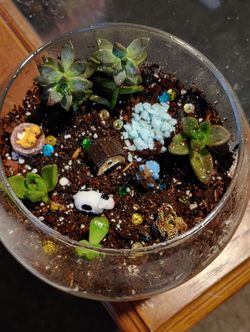 Terrariums made to order!! Prices vary according to size and themes. (Affordable and negotiable)