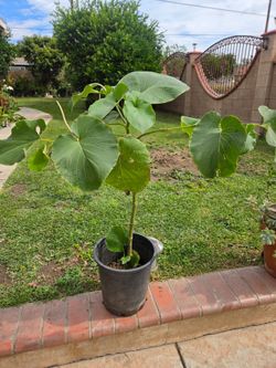 Oja Santa Plant Medesinal