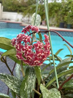 Blooming Hoya Pubicalyx Splash