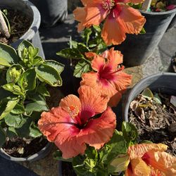Hibiscus Flowers Mix Colors
