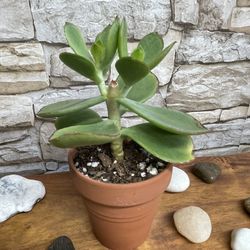 Succulent House Plant In 3"H Clay Pot.