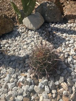 Fishook Cactus for sale