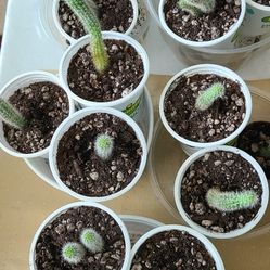 cactus $1, $2, or $3, see desciption for more detail