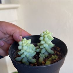 Baby Donkey Tail Succulents 