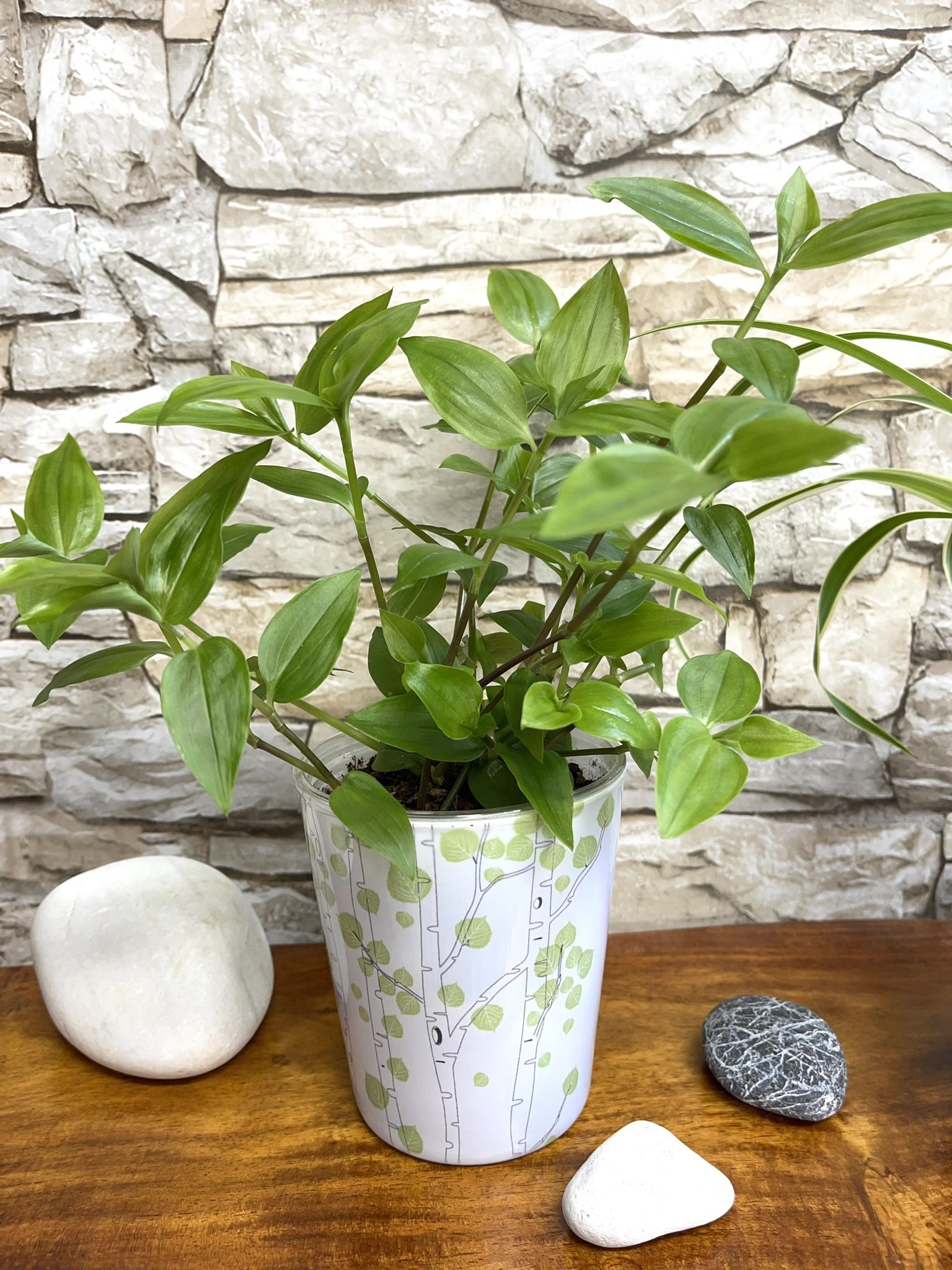 Tradescantia Easy To Care House Plant In Cute Pot 4"H.