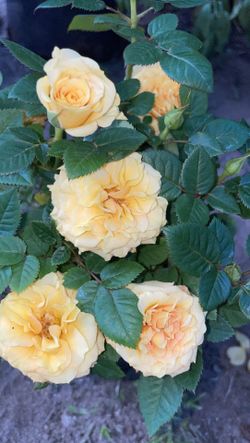 Roses