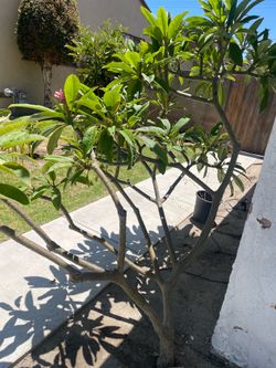Plumeria pink