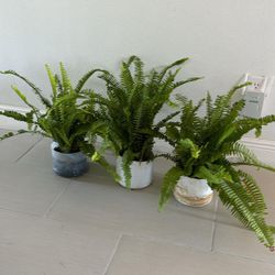 3 Boston Ferns Plants For $10