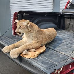 Bulk Taxidermy All Together or Individual