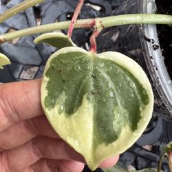 Variegated Peperomia Cupid - 15” Vines