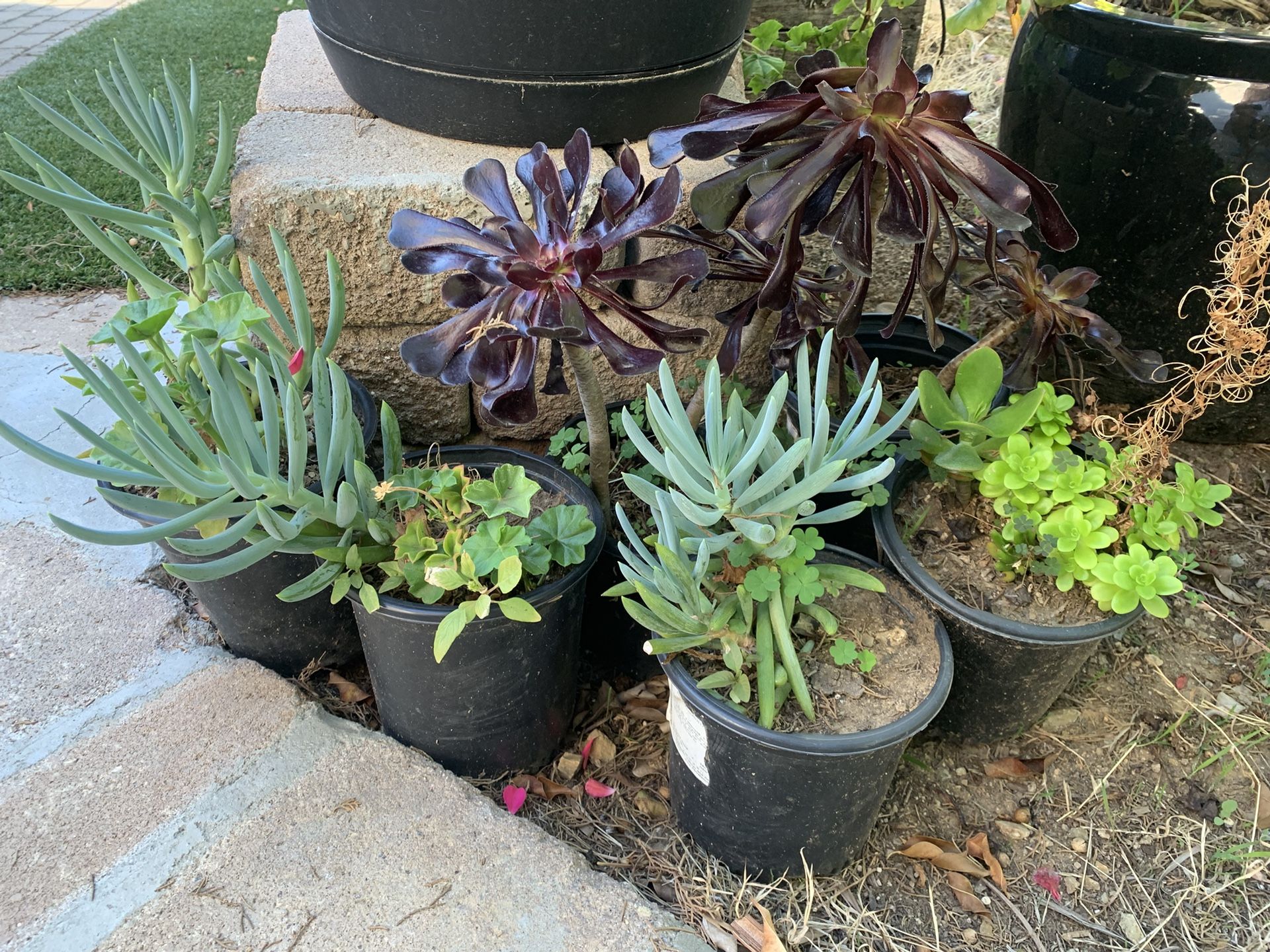 Assorted Succulents