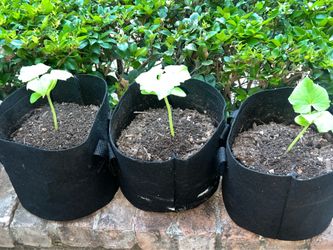 Cucumbers