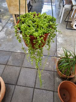 6" String Of Tear Drops