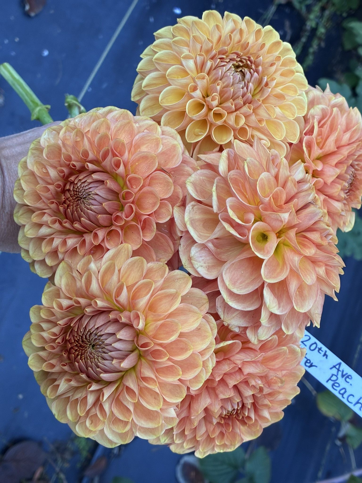 Dahlia Tubers