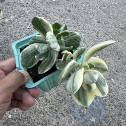 Variegated Jade Plant