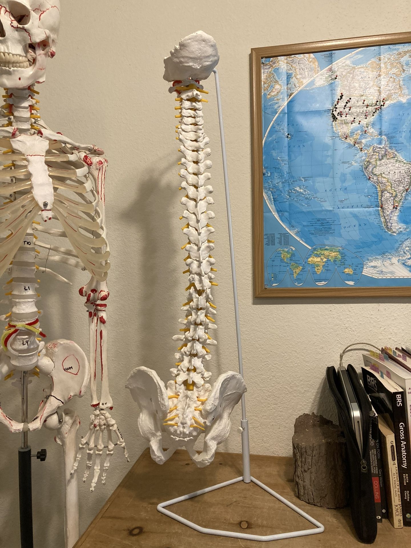 Medical Spine Skeleton Model