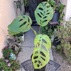 RARE  Monstera ESQUELETO Plant $48