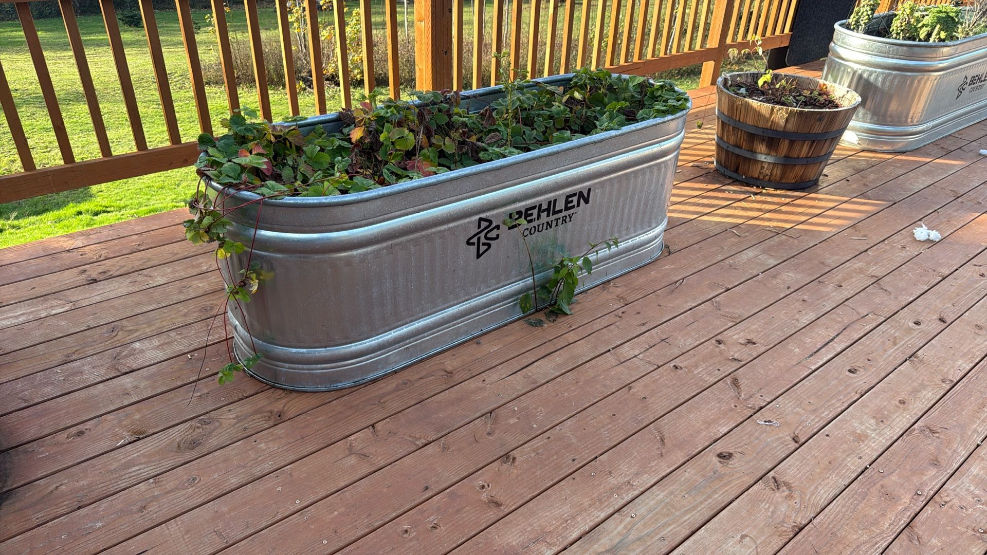 169 Gallon Tanks Horse Troth X5 