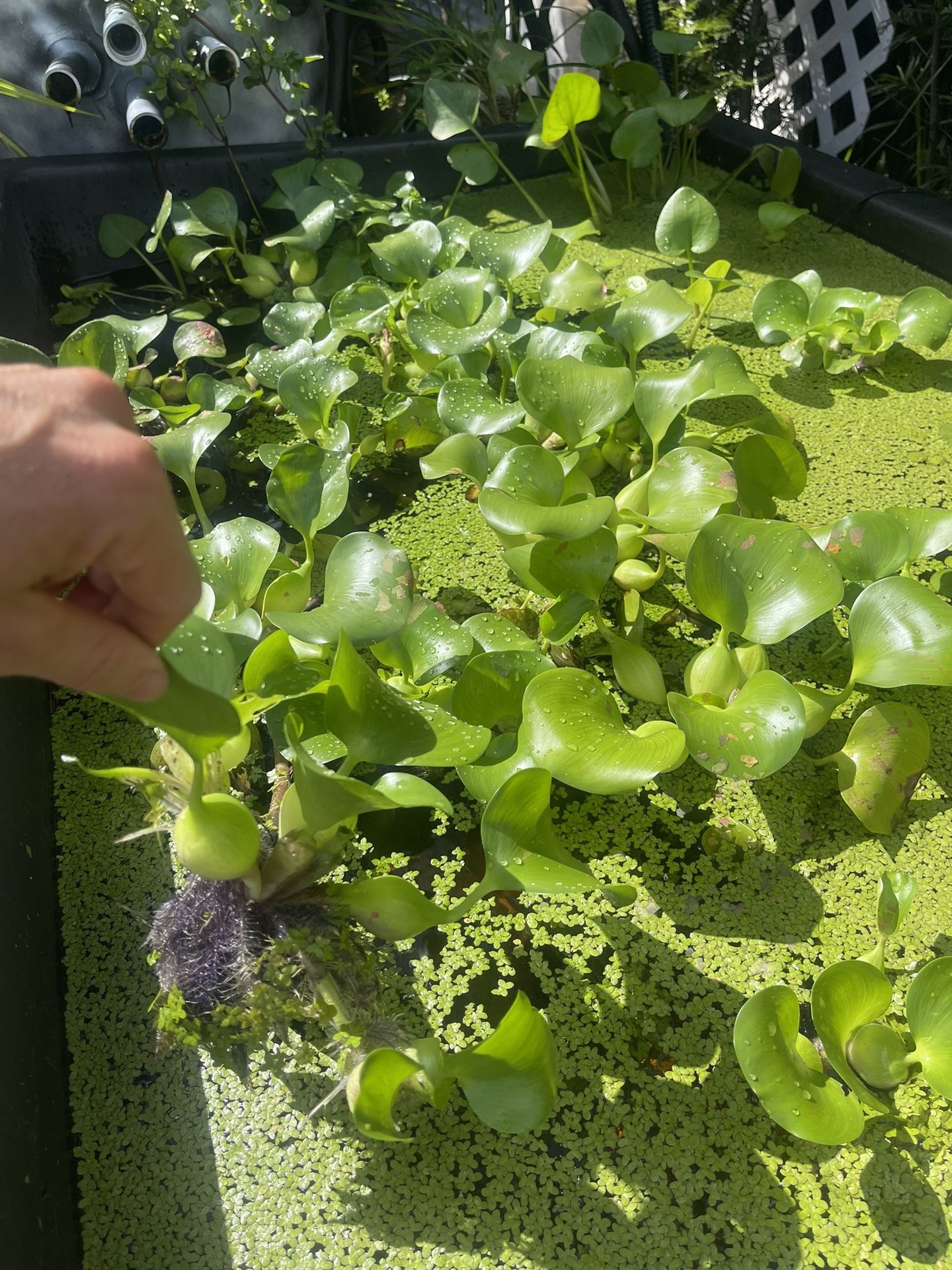 Water Hyacinth