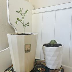 2 Great Ceramic Pots, Tomato Plant And Cactus