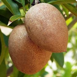Sapote   Tree