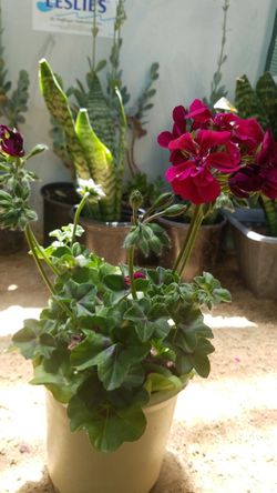 Fuchsia geranium